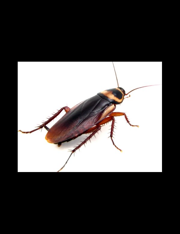 zerobugs-roach-cafard