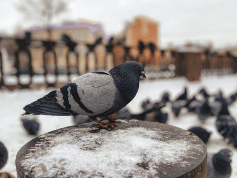 pigeons devant maison