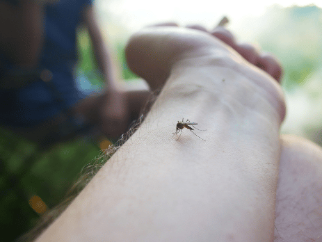 moustique qui pique