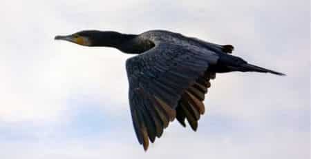 cormoran repulsif
